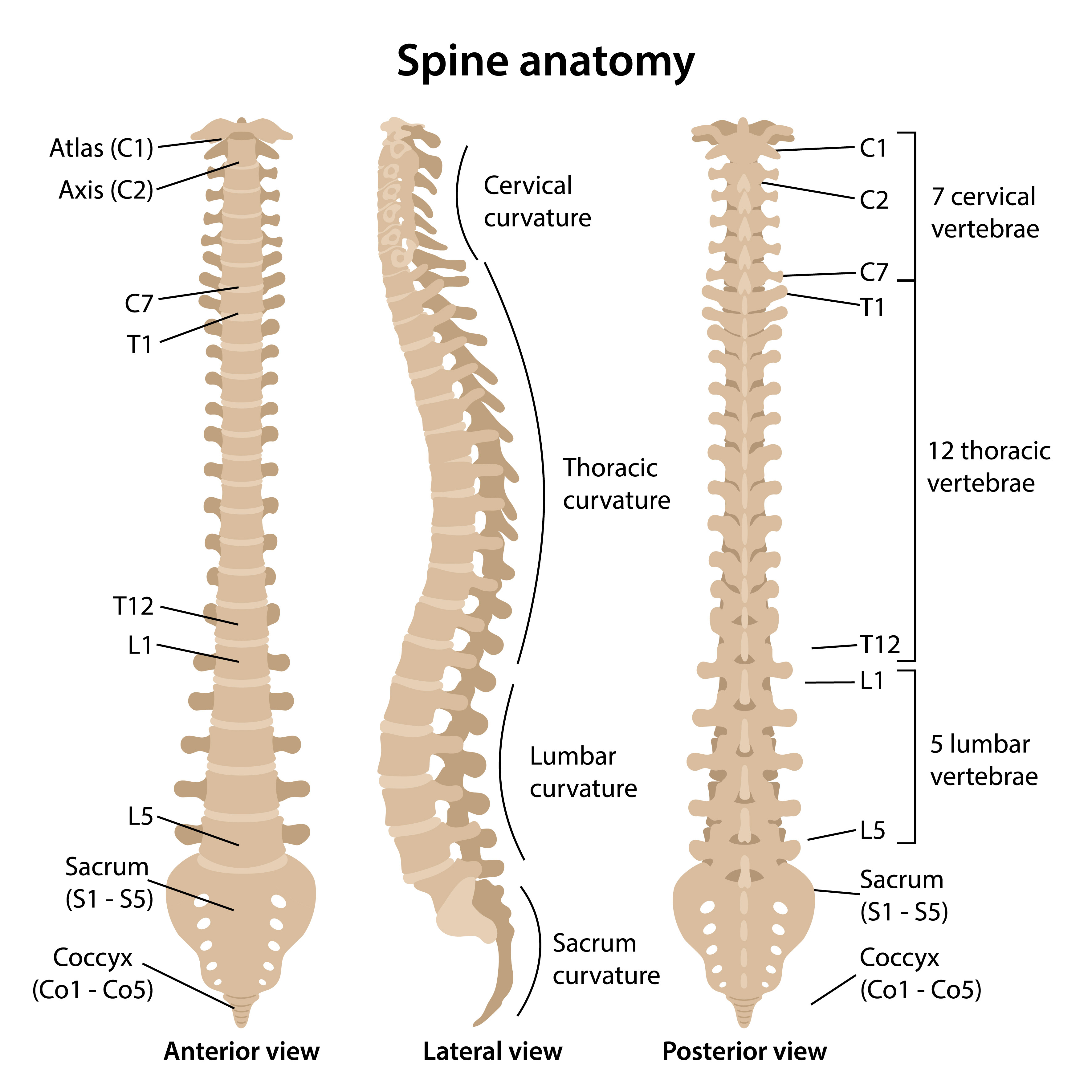 Understanding Your Spine