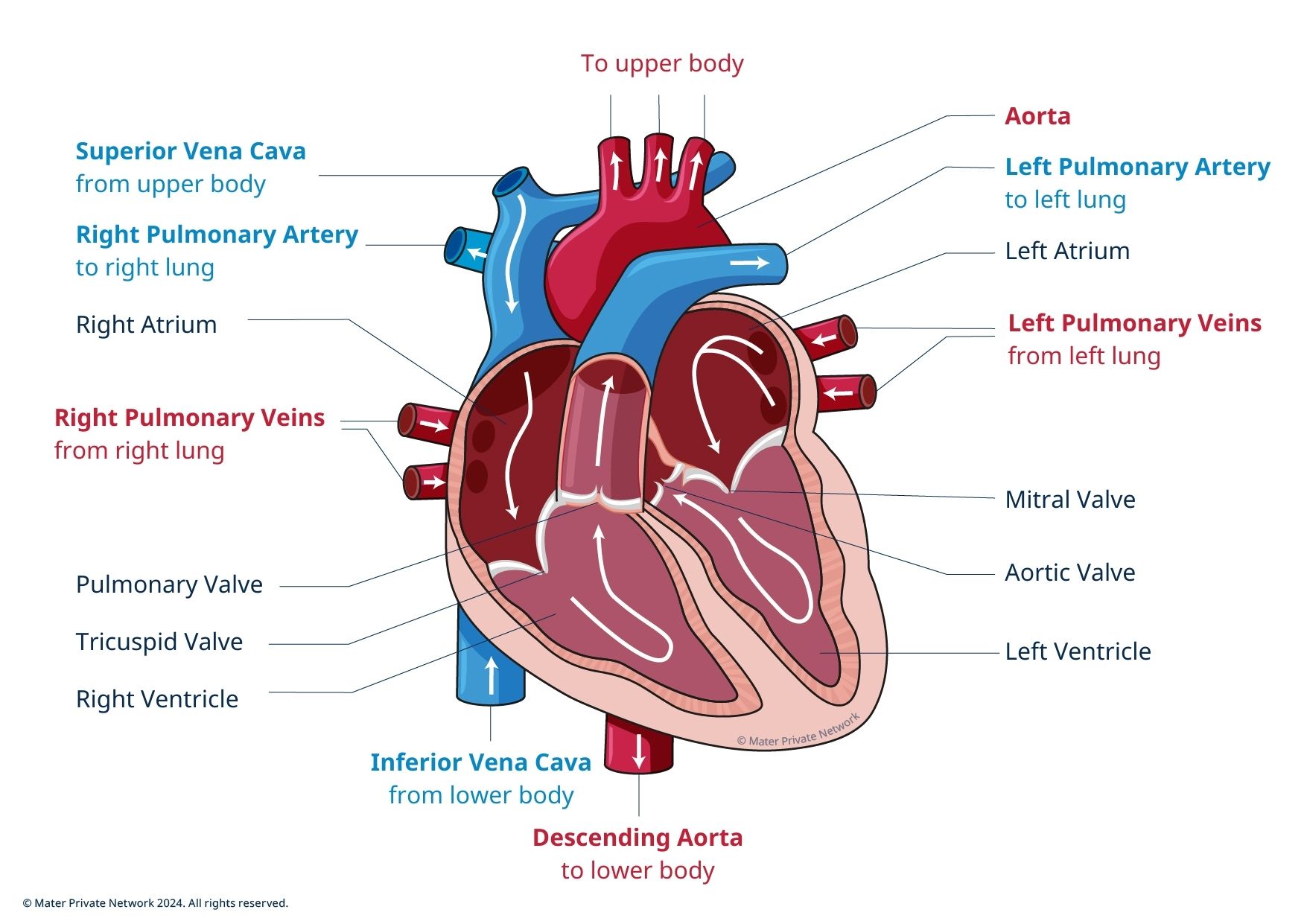 Diagram of the inside of the heart