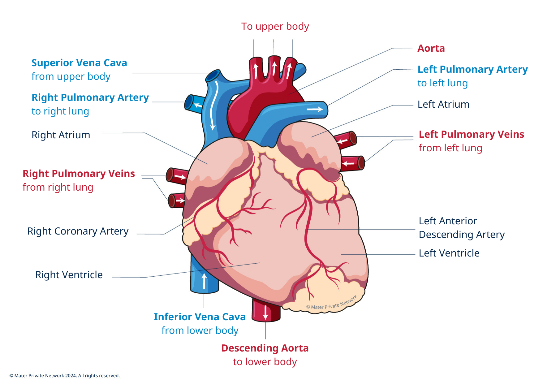 Diagram of the outside of the heart